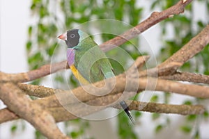 Lady Gouldian Finch