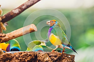 The Lady Gouldian finch, Erythrura gouldiae