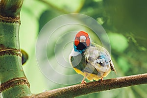 The Lady Gouldian finch, Erythrura gouldiae