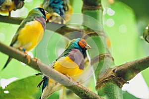 The Lady Gouldian finch, Erythrura gouldiae