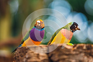 The Lady Gouldian finch, Erythrura gouldiae