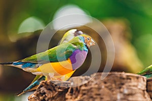 The Lady Gouldian finch, Erythrura gouldiae