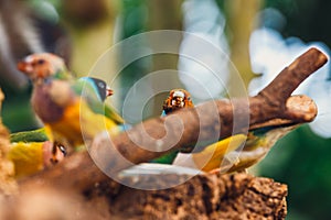 The Lady Gouldian finch, Erythrura gouldiae