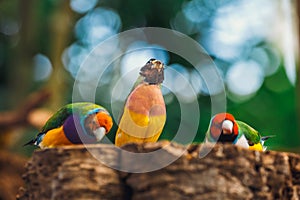 The Lady Gouldian finch, Erythrura gouldiae