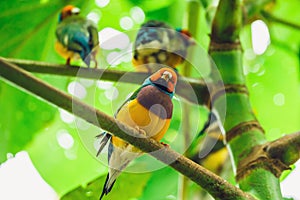 The Lady Gouldian finch, Erythrura gouldiae