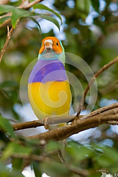 Lady Gouldian Finch (Erythrura gouldiae )