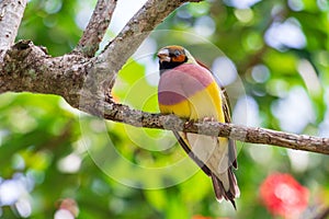 Lady Gouldian finch Erythrura gouldiae, female, perched on tree branch - Florida, USA