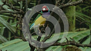 Lady Gouldian finch, little colorful bird hopping on tree branches, exotic pets