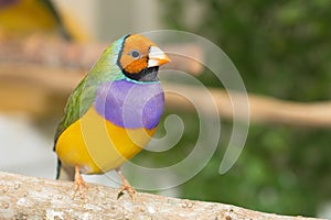 Lady Gouldian Finch