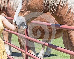 Lady hand touching the Dutch draft horse at the farm close-up