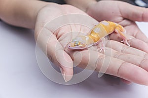 A lady holds a friendly juvenile leopard gecko in his hand. A reptile lover, pet owner or herpetologist