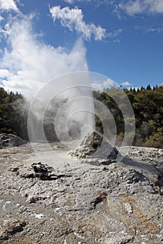 Lady Knox Geyser Rotorua New Zealand photo