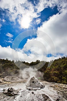 Lady Knox Geyser while Erupting in Wai-O-Tapu Geothermal Area, New Zealand