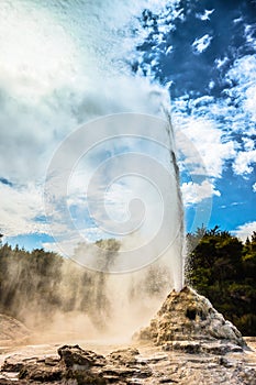 Lady Knox Geyser in New Zealand photo