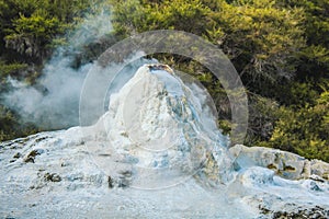 Lady Knox Geyser at Wai-O-Tapu Thermal Wonderland near Rotorua, North Island, New Zealand