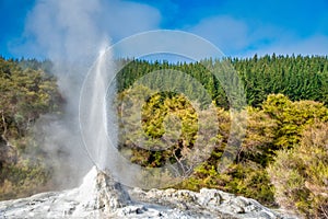 Lady Knox Geyser in Waiotapu Geothermal Area, New Zealand