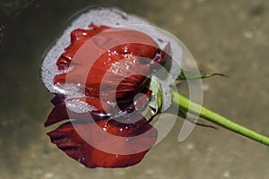 Lady of the Lake a Red Long Stem Rose flower floating on the surface of the ocean