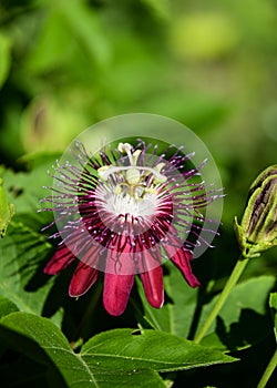 Lady Margaret Passionflower with leaves background photo