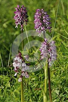 Lady x Monkey Orchid Hybrids