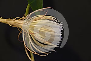 Lady of the Night cactus, Epiphyllum oxypetalum, partial open side view one flower