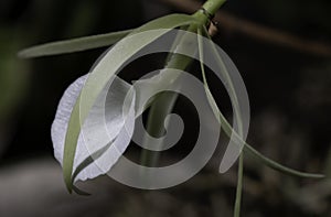 `Lady of the Night` Orchid