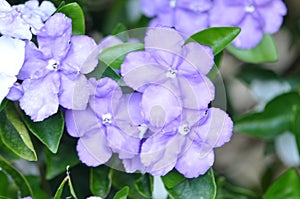 Lady of the Night Purple Flowers