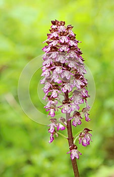 The lady orchid Orchis purpurea