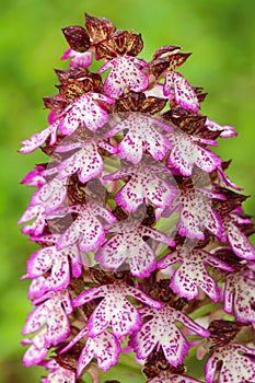 The lady orchid Orchis purpurea