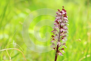 The lady orchid Orchis purpurea