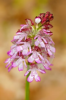 Lady Orchid, Orchis purpurea, flowering European terrestrial wild orchid in nature habitat. Beautiful detail of bloom, brawn clear