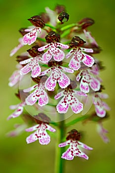 Lady Orchid, Orchis purpurea, flowering European terrestrial wild orchid in nature habitat. Beautiful detail of bloom, brawn clear