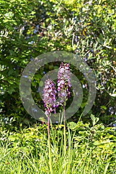 Lady Orchid (Orchis purpurea)