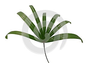 Lady Palm leaf isolate on white background.