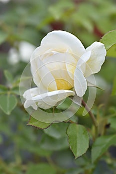 Lady Romantica rose