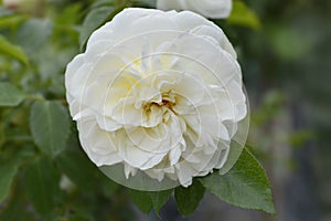 Lady Romantica rose