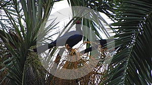 Lady Ross`s Turaco in Africa`s Trees