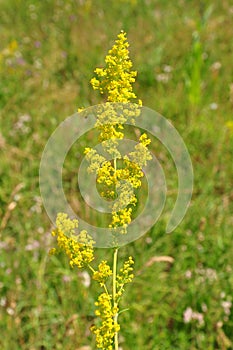 Lady's bedstraw (Galium verum)