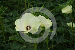 Lady`s finger or okra or bhindi flower