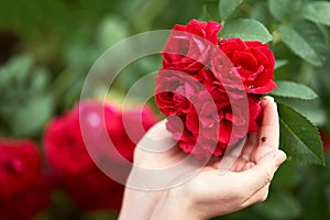 Lady`s hand holding a rose flower. Ladybug sitting on a hand. Lovely fresh roses in nature