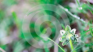 Lady`s mantel plant with drops. Water drops on green leaves . Nature green soft background. Abstract. Spring or summer background