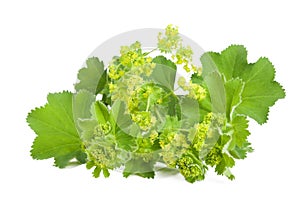 Lady's Mantle