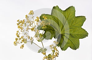 Lady`s Mantle - Alchemilla mollis - Herbal Medicine photo
