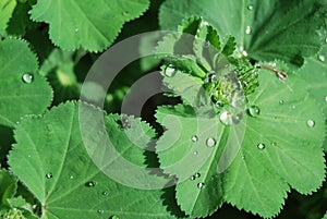 Lady\'s mantle (Alchemilla) with water drops