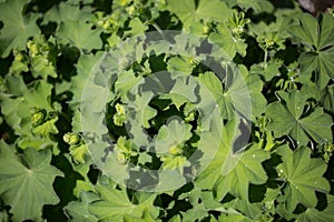 Lady's mantle in the Botanical Garden