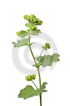 Lady's mantle with buds photo