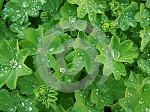 Lady`s mantle green leaves with drops of water photo