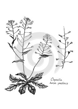 Lady`s purse. Capsella bursa-pastoris.  Botanical illustration, dot work.