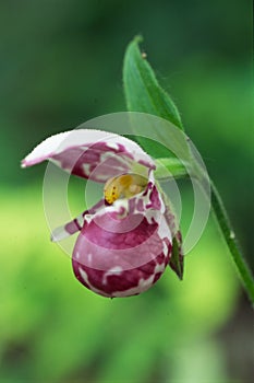 Lady's slipper photo