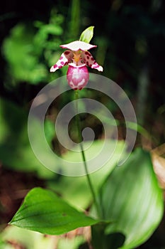 Lady's slipper