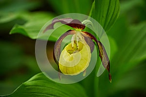 Lady`s-slipper Cypripedium calceolus Yellow with red petals